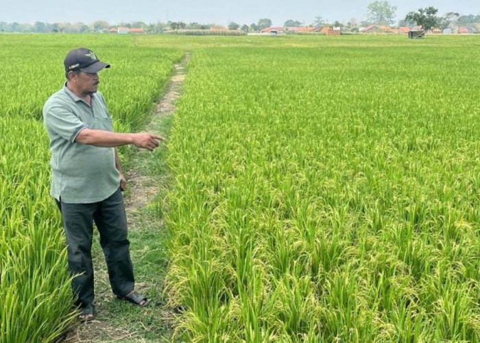 Petani Pagerbarang Tegal Keluhkan Biaya Pompa Air Rp4,8 Juta, DPRD Desak Perbaikan Sumur Pompa 