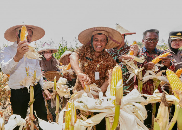 Ahmad Luthfi di Sukoharjo: Produksi Jagung Jateng Capai 2,68 Juta Ton