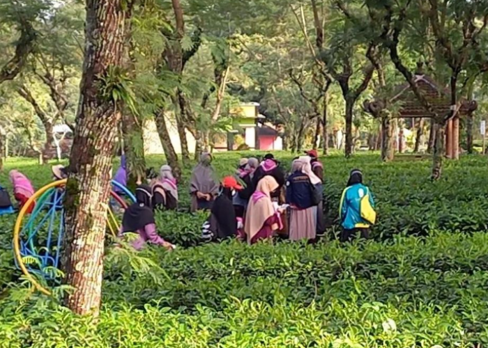 Seru Banget! Ini 6 Destinasi Study Tour SD di Pemalang yang Edukatif