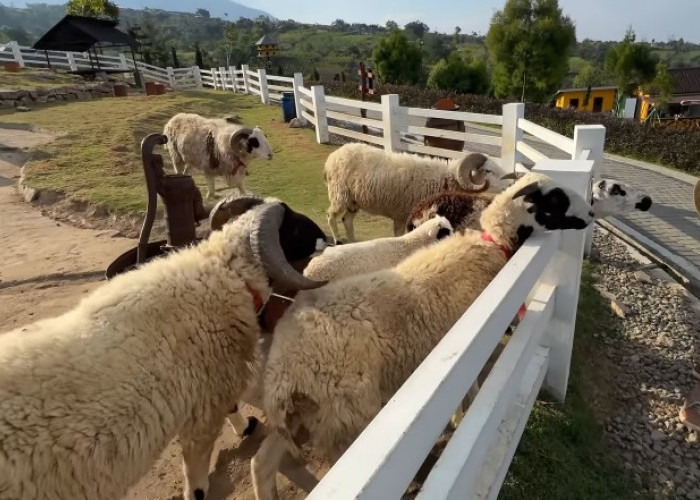 4 Wisata Peternakan ala Eropa di Jawa Tengah, Vibes Mirip Swiss Banget!