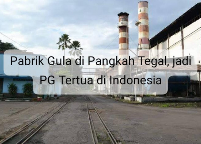 Pabrik Gula di Pangkah Tegal jadi Pabrik Tertua di Indonesia, Ini Sejarahnya