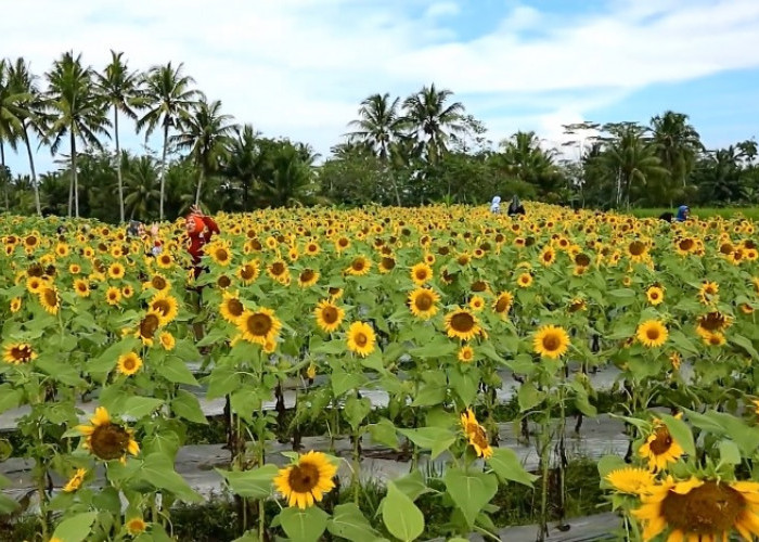 8 Tempat Wisata Hits Instagramable di Magelang, Wajib Dilihat Langsung