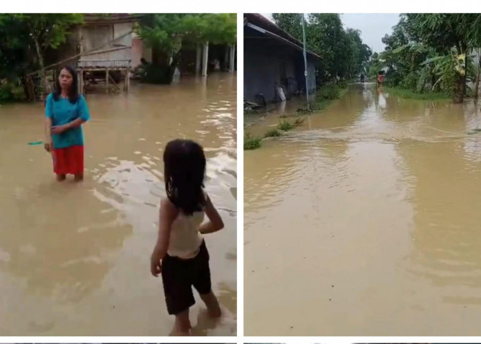 Banjir di Tegal, 2 Desa di Pantura Kecamatan Kramat Terendam Air  