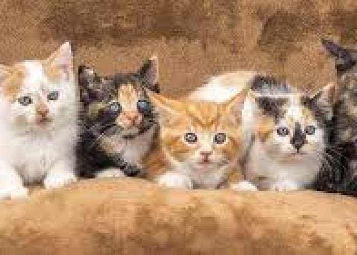 5 Arti Mitos Kucing Mati di Rumah, dari Kehilangan Rezeki sampai Deteksi Kehadiran Makhluk Halus Jahat