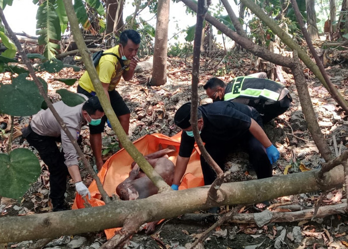 Pencari Rumput Temukan Mayat di Pinggir Sungai Jamuran Pemalang