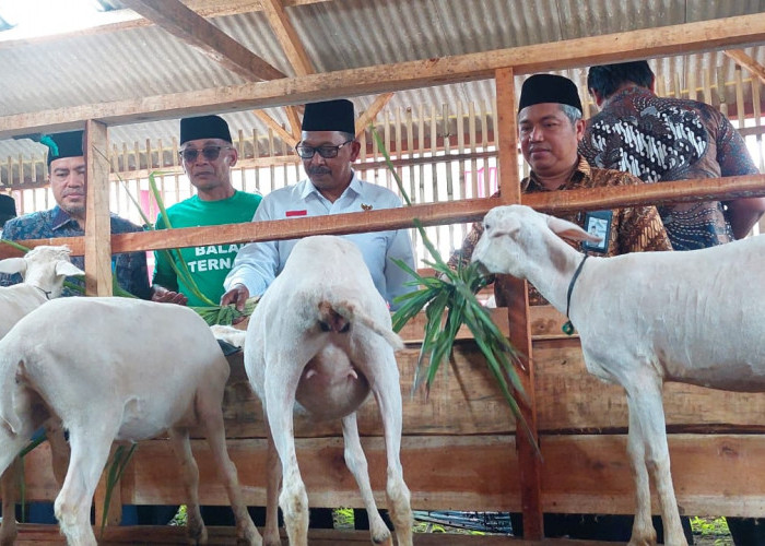 800 Ekor Kambing Dibutuhkan Kabupaten Tegal per Hari, Program Balai Ternak Diluncurkan  