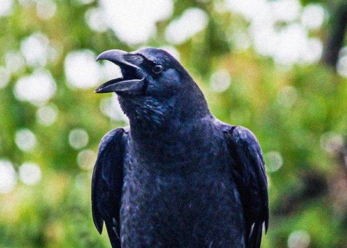 6 Mitos Terkenal Burung Gagak, Dipercaya Sebagai Pembawa Pesan Kematian Hingga Jelmaan Penyihir