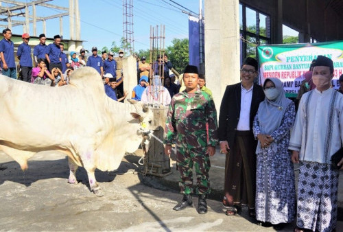 Desa Dermasuci Terima Bantuan Sapi Kurban Seberat 990 Kilogram dari Presiden Jokowi