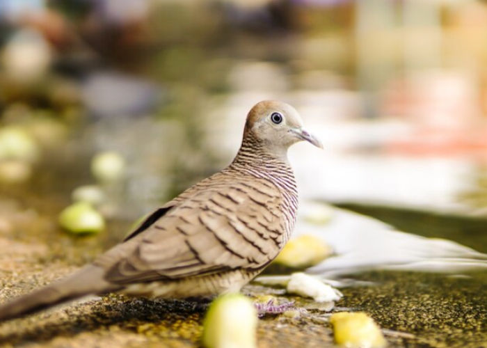 5 Mitos Burung Perkutut Jawa dan Asal Muasalnya, Dipercaya Bawa Rezeki