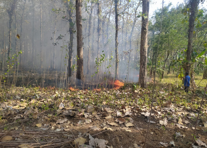 Sehari Dua Kali, Kasus Kebakaran Lahan di Kabupaten Tegal Sasar Hutan Jati