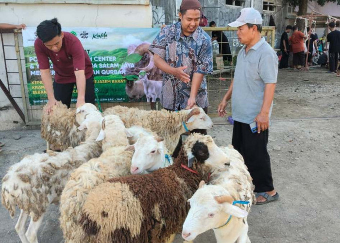 Mejasem Barat Tegal Dapat Gelontoran 14 Ekor Kambing Kurban