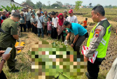 Sesosok Mayat Pria di Tegal Ditemukan di Areal Persawahan