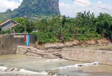 Bendung Cipero Tegal Jebol Lagi: 7.643 Hektare Sawah di Warureja & Suradadi Terancam Puso