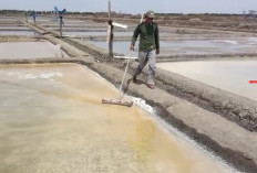 Petani Menjerit! Harga Garam di Brebes Anjlok, Sekarung Dihargai Rp40 Ribu