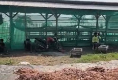 Ajib Ah! Sampah MBG di Brebes Dimanfaatkan untuk Budidaya Maggot, Bisa Hasilkan 3 Kuintal 