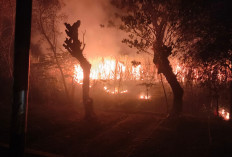 Tiga Hektar Lahan Tebu di Brebes Terbakar