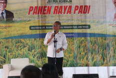 Panen Raya Padi di Tegal, Menko Zulhas Janjikan Ini Pada Petani Warureja