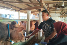 Jelang Iduladha, DPKH Brebes Gencar Lakukan Pemeriksaan Hewan Kurban