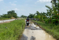 Jalan Pertanian Luwungbata-Tanjung Brebes Rusak Parah, Warga Sambat Bupati