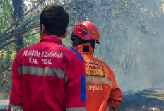 Ditinggal Sebentar, Bakar Sampah Bikin Kebun Bambu di Procot Slawi Tegal Ludes Terbakar!