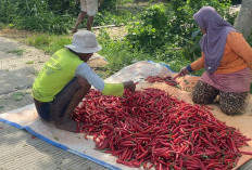 Harga Cabai Merah di Brebes Merosot, Petani Menjerit