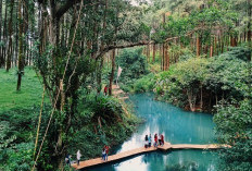 5 Wisata Sejuk Kabupaten Tegal dengan Tiket Mulai Rp5 Ribuan Ada Hutan Pinus hingga Curug