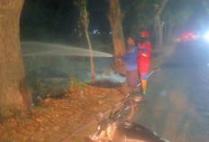 Marak Kelalaian Manusia, Tiga Kebakaran Lahan Terjadi Beruntun di Kabupaten Tegal