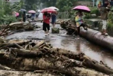 Hujan Deras Picu Banjir Bandang dan Pohon Tumbang di Pemalang