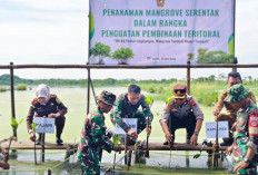 Tanam 1.000 Mangrove di Pesisir Ketapang, Kodim Pemalang Perkuat Ketahanan Lingkungan dan Cegah Abrasi