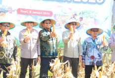 Genjot Produksi Pangan, Panen Raya Jagung Serentak Digelar di Kabupaten Tegal