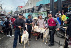 Unik! Hewan Ternak Unggulan Ikut Pawai Kirab Budaya Hari Jadi Brebes ke-384