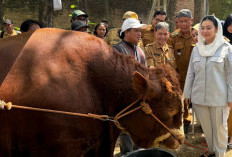 Pemkab Brebes Terima Bantuan Sapi dari Presiden Prabowo Seberat 1,2 Ton