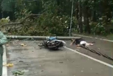 Angin Kencang Robohkan Pohon dan Tiang Listrik di Pemalang, Warga Kesetrum dan Tertimpa Tiang Listrik