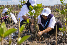 Lindungi Pantai Utara Jawa, BRI Tanam 30 Ribu Bibit Mangrove dan Manfaatkan Sampah Jadi Pemecah Ombak