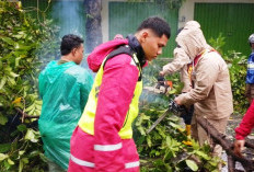 Lalu Lintas Jalan Juanda Slawi Tegal Macet Akibat Pohon Tumbang