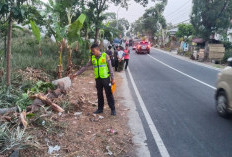 Kecelakaan Lalu Lintas Desa Beluk Pemalang: Kronologi Pick Up Terguling Dihantam Truk