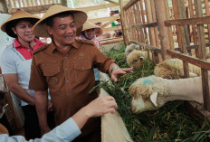 Lahan Tidur Belasan Tahun Disulap Jadi Area Farming Produktif Lewat Program Revola Jateng