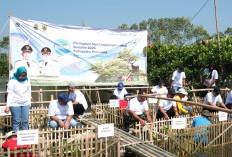 Hari Lingkungan Hidup Sedunia 2026, Pemkab Pemalang Tanam 3.000 Bibit Mangrove di Ulujami