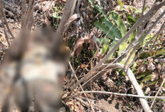 Geger Mayat di Brebes Ditemukan Tanpa Identitas di Areal Persawahan