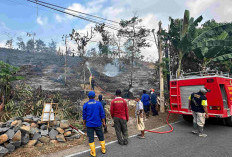 Kebakaran Hutan di Watukumpul Pemalang, 6 Hektare Lahan Perhutani Terbakar