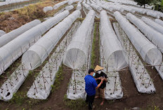 Hingga April 2026, BRI Salurkan KUR Senilai Rp65,95 Triliun, Jangkau 558 Ribu Petani dan 23 Ribu Nelayan