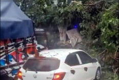 Kronologi 3 Warga di Batang Tewas Tertimpa Pohon Tumbang dan Tiang Listrik Roboh Diterjang Angin Kencang