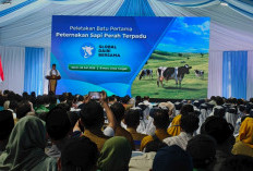 Terbesar di Indonesia, Peternakan Sapi Perah yang Dibangun di Brebes Kejar Target Swasembada