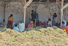 Daya Beli Lemah dan Panen Raya, Harga Bawang Merah Brebes Anjlok