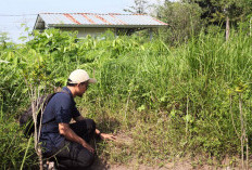 Pemuda Tegal Temukan Situs Kuno di Harjosari Kidul, Diduga Candi Pra Islam