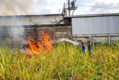 Gudang Alfamart Penusupan Tegal Nyaris Ludes Terbakar, Api dari Kebakaran Lahan 