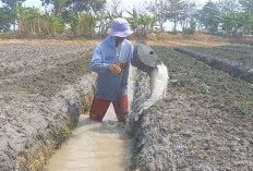 Musim Kemarau, Petani di Brebes Manfaatkan Sumur Bor untuk Airi Lahan