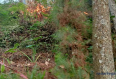 Kebakaran Hutan Pinus Guci Tegal, Asap Hitam Kepung Permukiman Warga