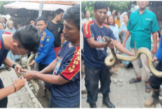 Satu Jam Menegangkan, Damkar Kota Tegal Evakuasi Ular Besar dari Rumah Warga