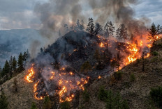 Kebakaran Hutan Pinus Kebumen: Warga Buat Jalur Isolasi Selamatkan Pemukiman 